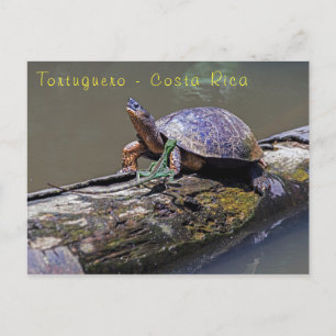 Lizard and River Turtle at Tortuguero - Costa Rica Postcard