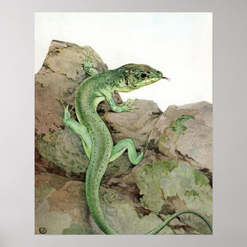 Lizard by E J Detmold Poster