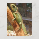 Lizard Climbing a Tree Postcard
