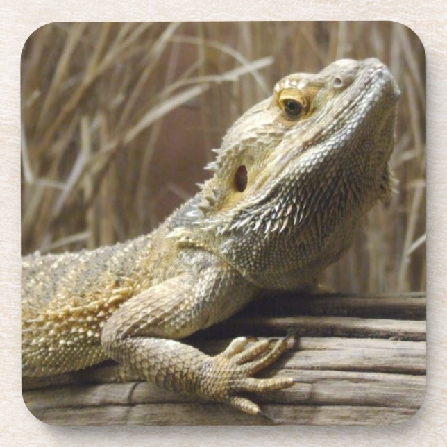 Lizard Coasters (Front)