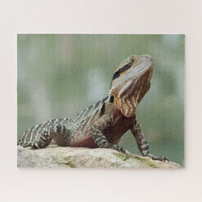Lizard - Eastern Water Dragon Jigsaw Puzzle (Horizontal)