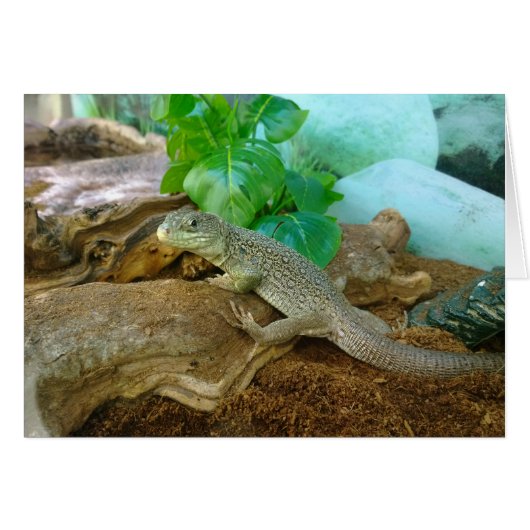 Lizard in a Terrarium Cards (Front Horizontal)