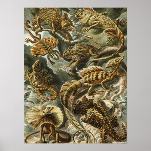 Lizard Lacertilia by Haeckel Poster