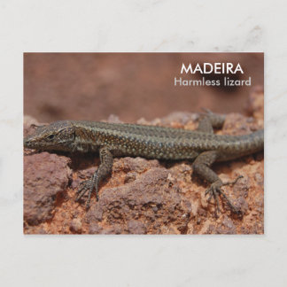 Lizard, Madeira Postcard