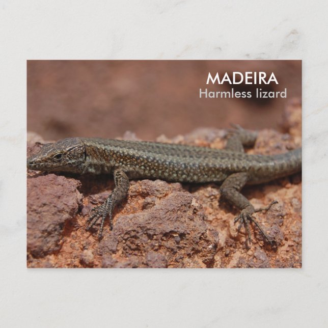 Lizard, Madeira Postcard (Front)