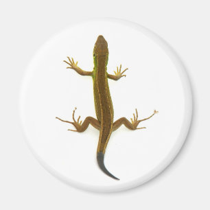 lizard magnet