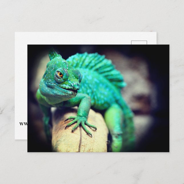 Lizard Postcard (Front/Back)