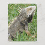 Lizard  Postcard
