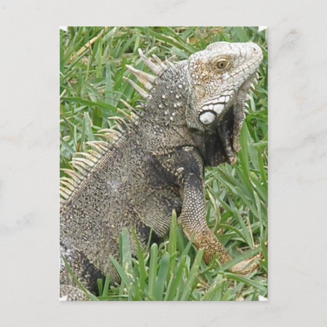 Lizard  Postcard (Front)