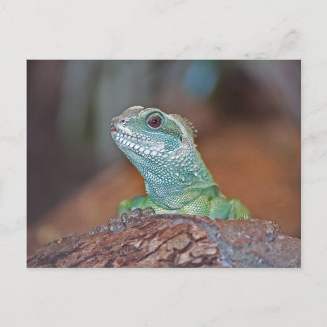 Lizard postcard (Front)