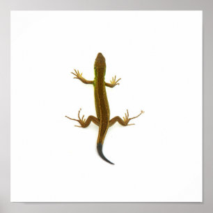 lizard poster