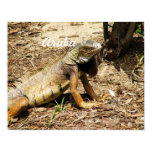 Lizard Poster