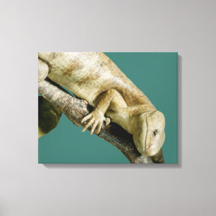 Lizard Reptile Animal Happy "happy lizard" Canvas Print