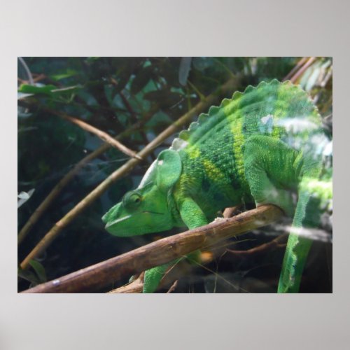 Lizard Reptile Chameleon  Nature Wall Poster