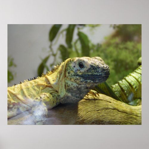 Lizard Reptile Iguana Nature Wall Poster