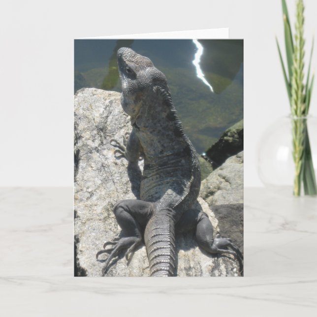 Lizard Rock Greeting Card (Front)