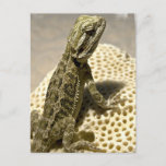 Lizard Species Postcard