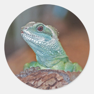 Lizard Stickers | Zazzle