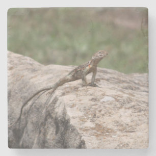 Lizard Stone Coaster
