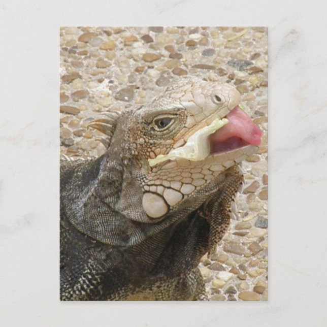 Lizard Tongue Postcard (Front)