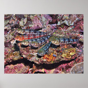 Lizardfish Party II Poster