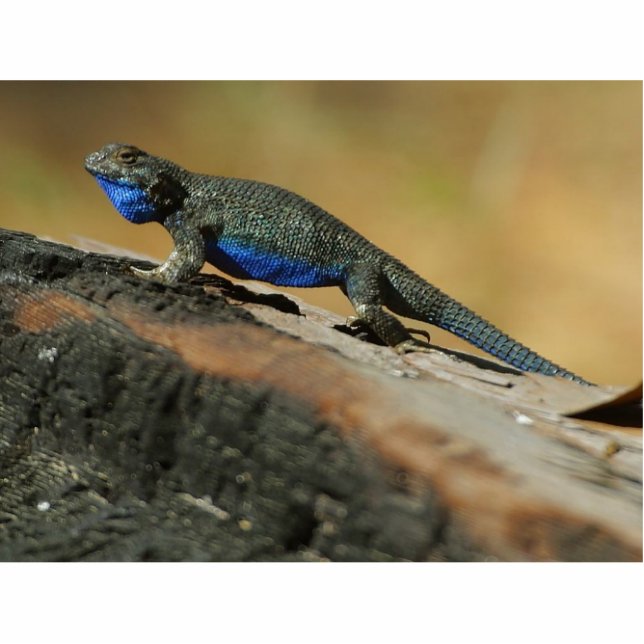 Lizards Blue Belly Scales Statuette (Front)