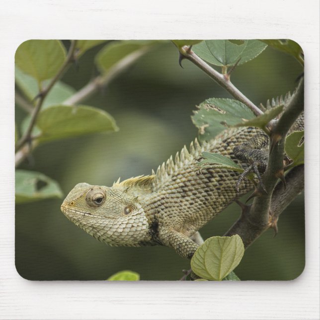 Lizards, lizards, animals in Oriental Garden Mouse Pad (Front)