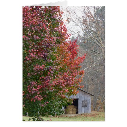 Liz's Barn in Fall Cards (Front)