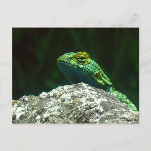 Lizz Postcard (Front)