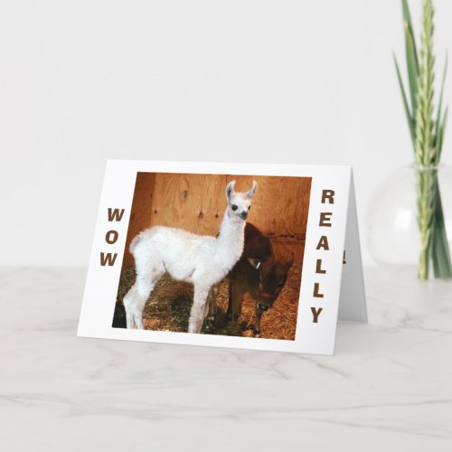 LLAMA AND CALF SAY HAPPY BIRTHDAY MOM CARD