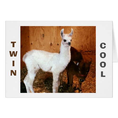 LLAMA AND CALF SAY TWIN YOU LOOK FABULOUS