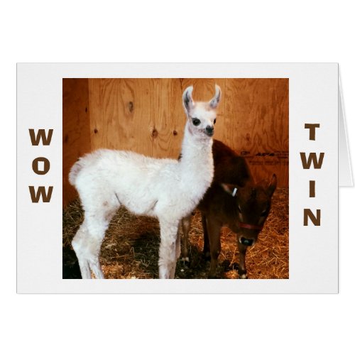 LLAMA AND CALF SAY TWIN YOU LOOK FABULOUS