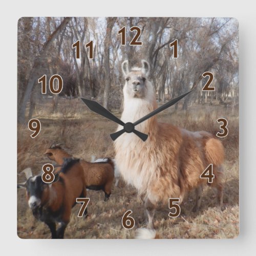 Llama and Goats Square Wall Clock