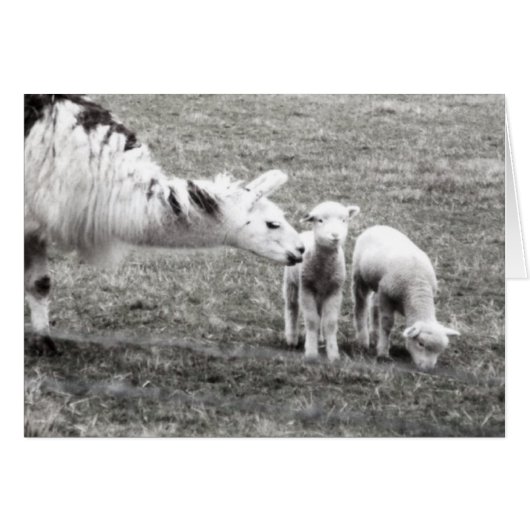 Llama and Lambs Cards (Front Horizontal)
