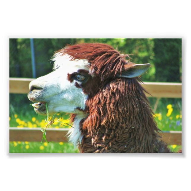 Llama Animal Photo (Front)
