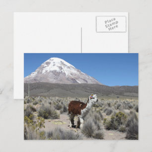 Llama at Sajama Mountain Bolivia South America Postcard