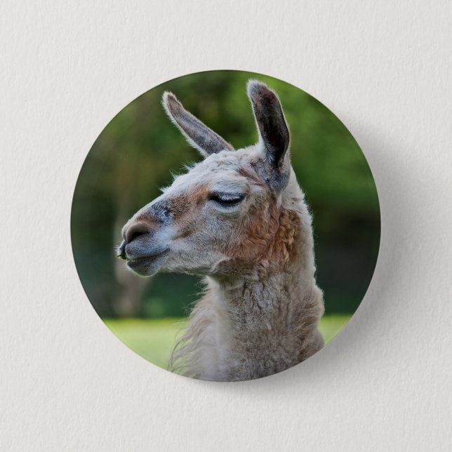 Llama Badge Button (Front)