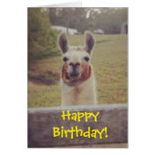 Llama Birthday Card (Front)