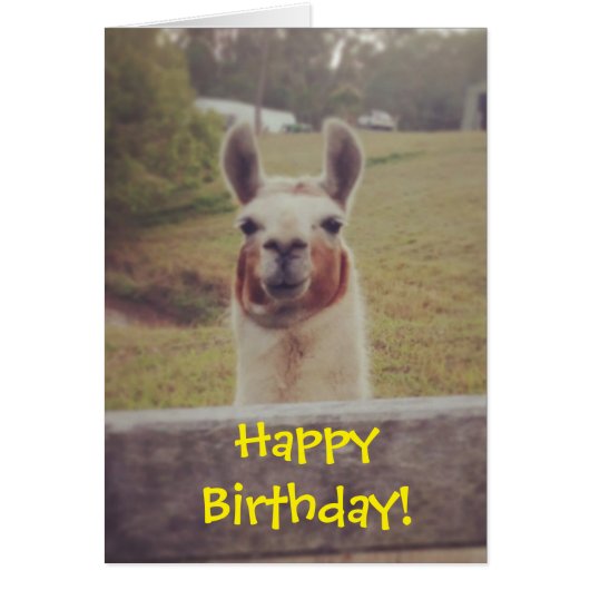 Llama Birthday Card (Front)