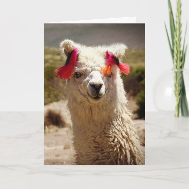 Llama, Birthday Card (Front)