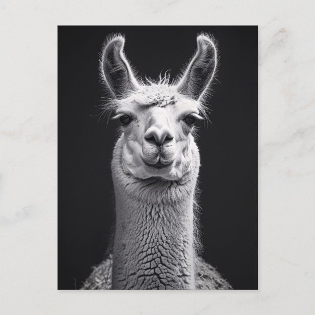 Llama Black and White Portrait Postcard (Front)