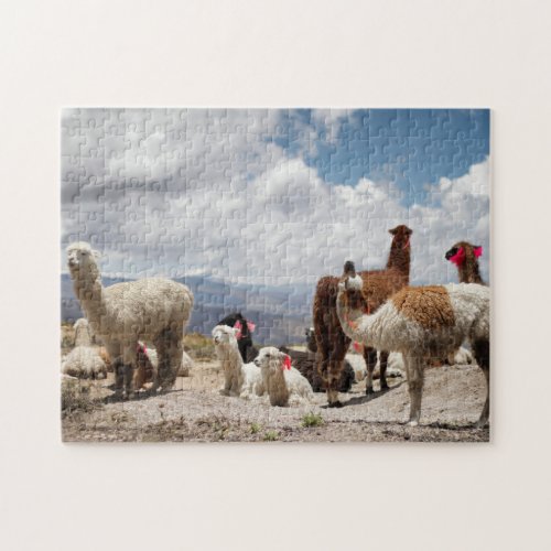 Llama Camels Camelids Family Group Rocky Mountain Jigsaw Puzzle