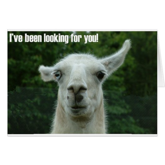 llama cards (Front Horizontal)