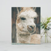 Llama Close Up (Standing Front)