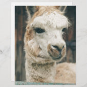 Llama Close Up (Front/Back)