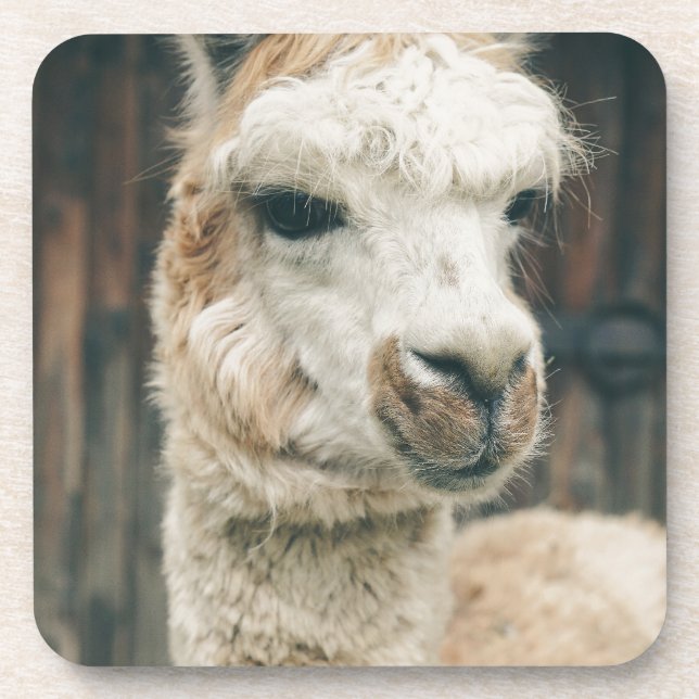 Llama Close Up Beverage Coaster (Front)