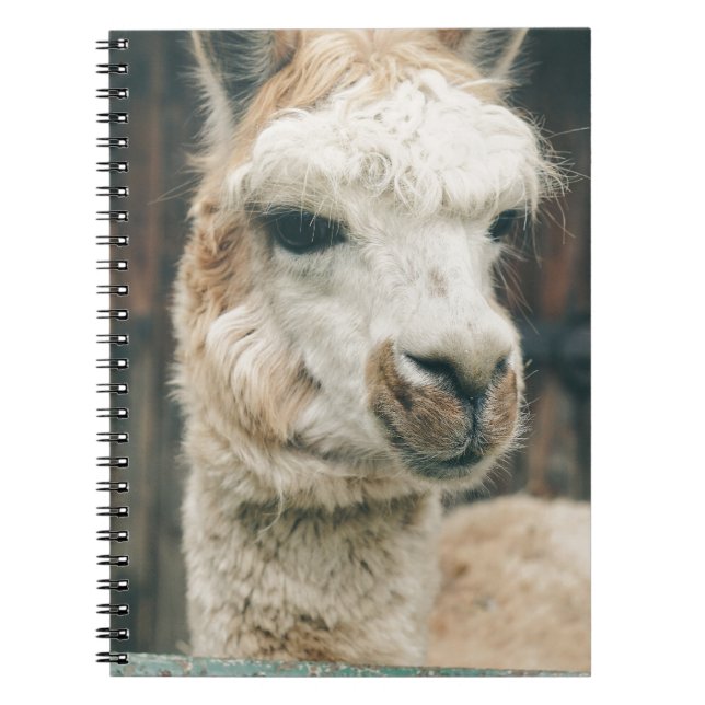 Llama Close Up Notebook (Front)