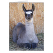 Llama Cria - blank (Front)