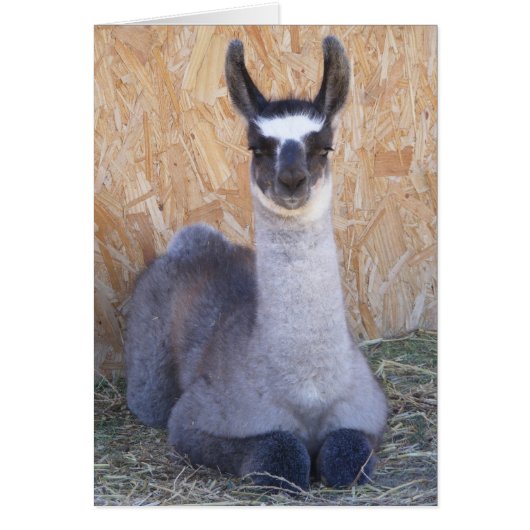 Llama Cria - blank Cards (Front)