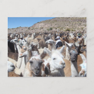 Llama Disco Postcard